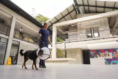 Que órganos de control de Cali informen sobre indagaciones en Centro de Bienestar Animal