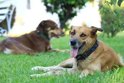 Concejales esperan política pública de protección animal para Cali