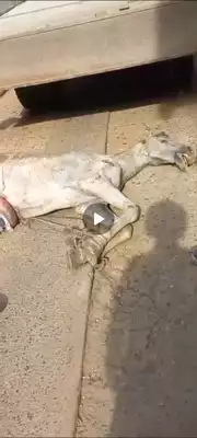 Denuncian caso de maltrato animal en Siloe, piden más acción de parte de las autoridades