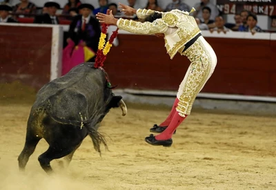 Desde Cali respaldan proyecto de ley que prohíbe corridas de toros y anuncian velatón