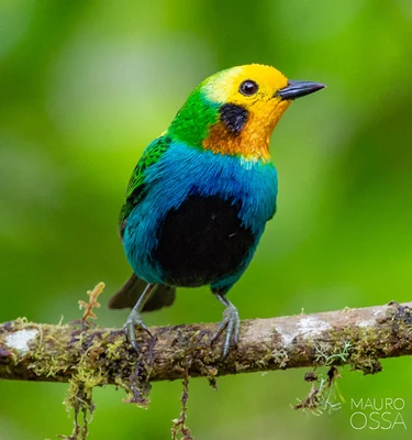 Cali vive la semana de las aves - Birdfair