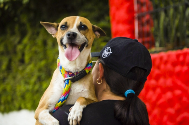 Concejales solicitan garantías financieras y de sostenibilidad para Unidad Especial de Protección Animal