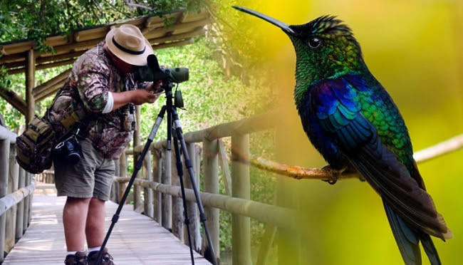 Cali tendrá una semana dedicada al turismo y avistamiento de aves