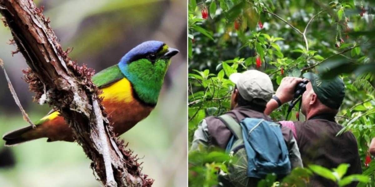 Cali busca potencializar el turismo con avistamiento de aves